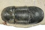 Paralejurus Trilobite - Atchana, Morocco #252417-2